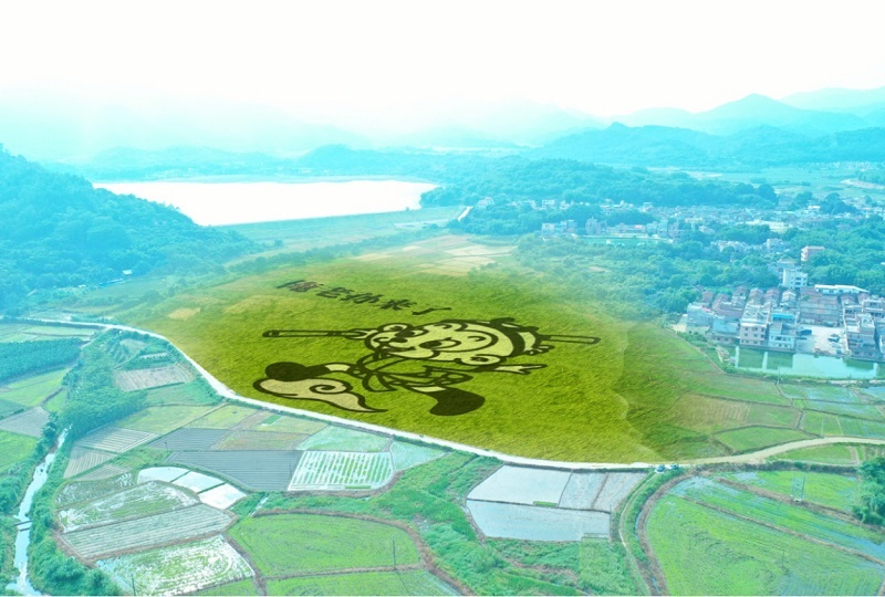 占地60畝的“孫悟空”彩繪稻田.jpg
